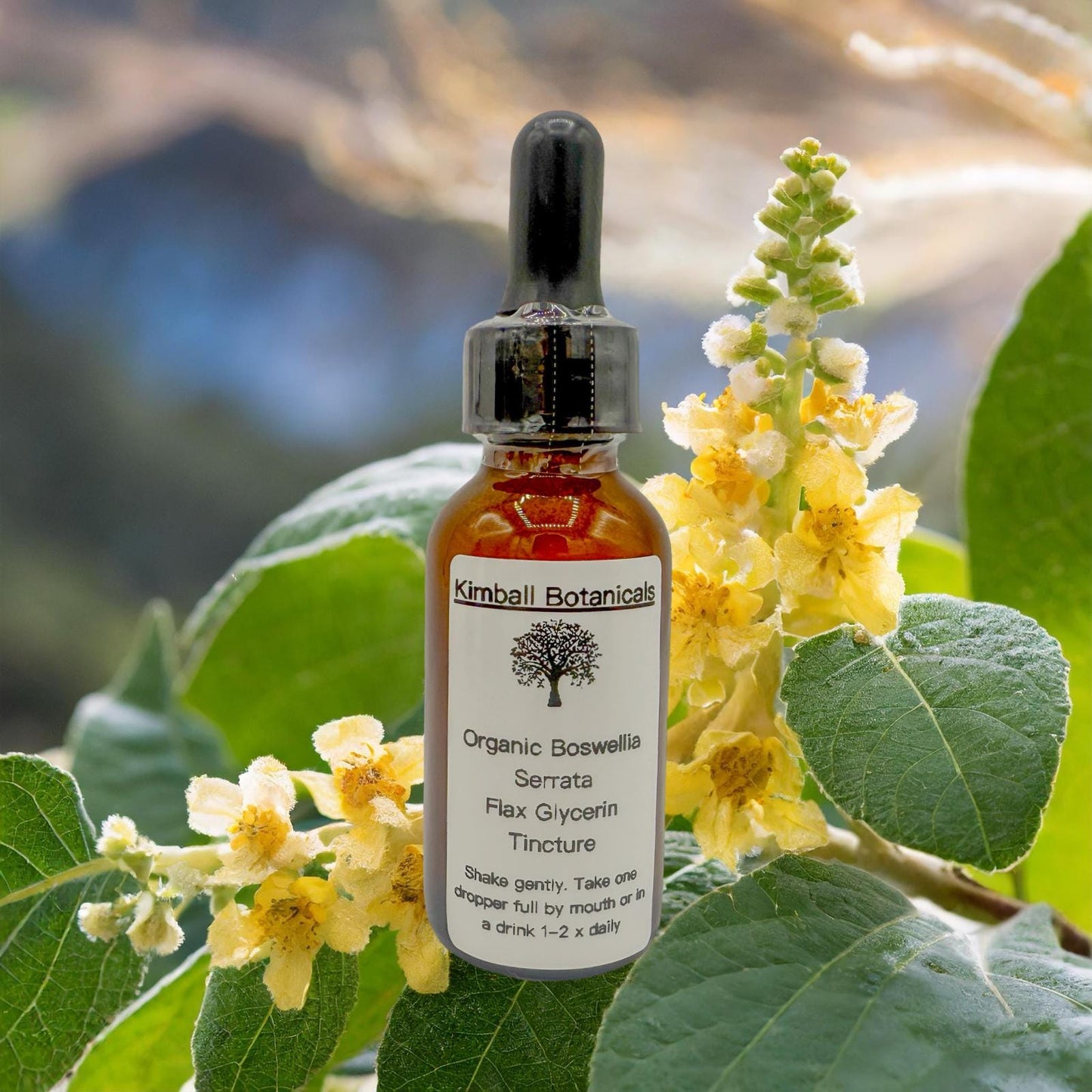 USDA Organic Handcrafted Boswellia Serrata Vegetable Glycerin Tincture