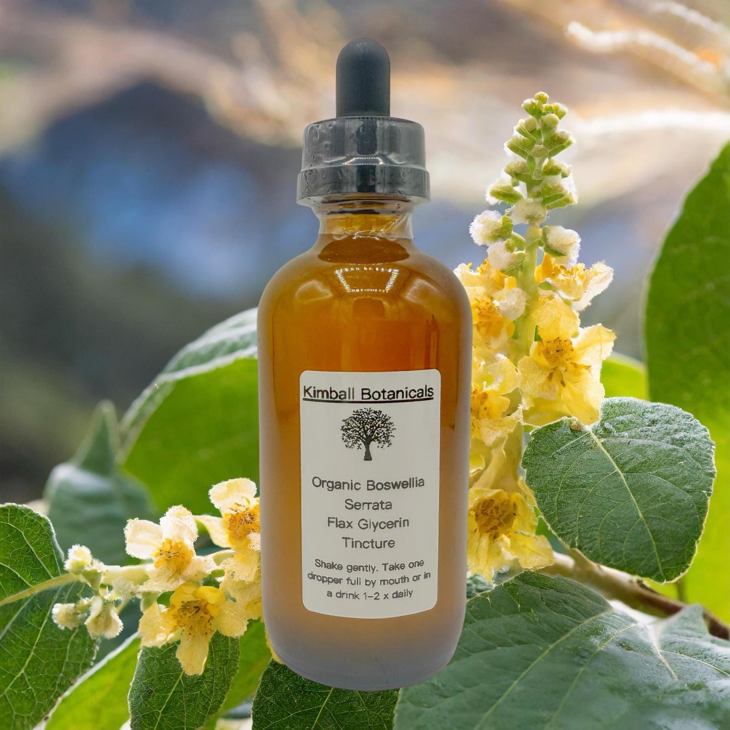 USDA Organic Handcrafted Boswellia Serrata Vegetable Glycerin Tincture