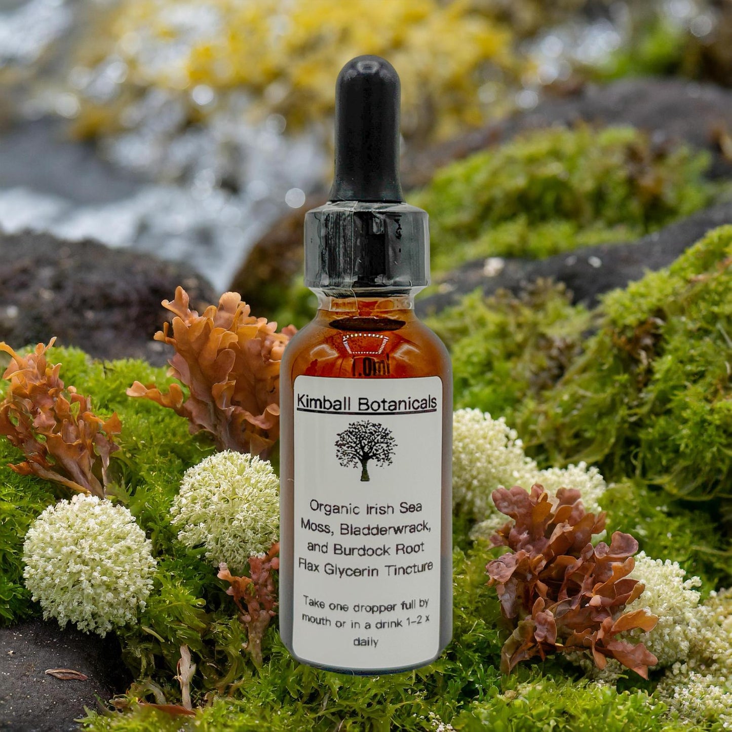 USDA Organic Irish Moss, Bladderwrack, and Burdock Root Double Extracted Glycerin Tincture sustainably harvested NON GMO