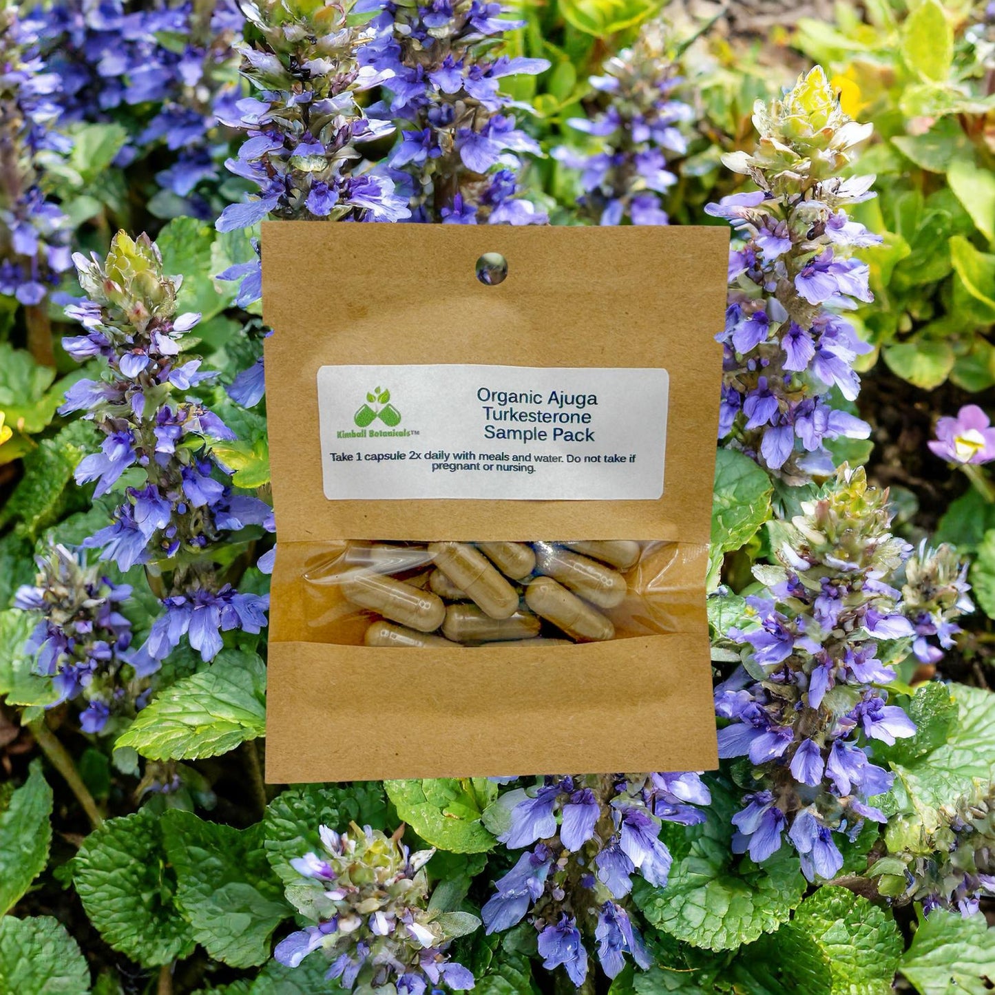 Organic Ajuga Turkesterone Extract 10% 500mg vegetarian capsules made fresh to order.