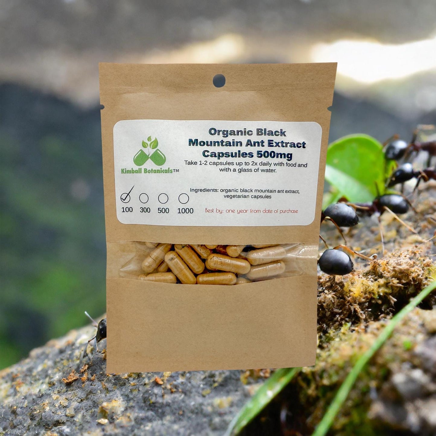 Organic Black Mountain Ant (Polyrhachis lamellidens) 20:1 extract, 500mg vegetarian capsules made fresh to order.