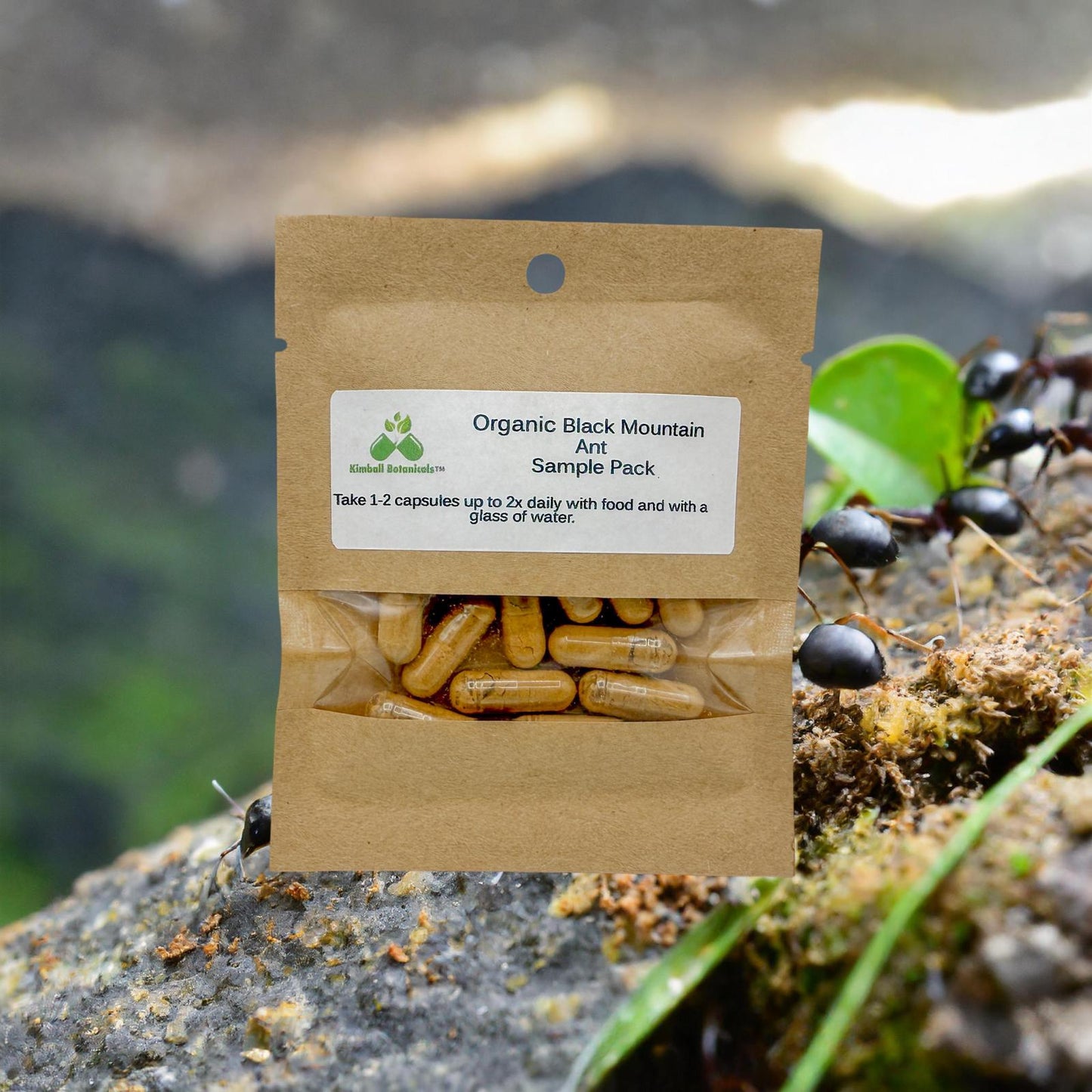 Organic Black Mountain Ant (Polyrhachis lamellidens) 20:1 extract, 500mg vegetarian capsules made fresh to order.