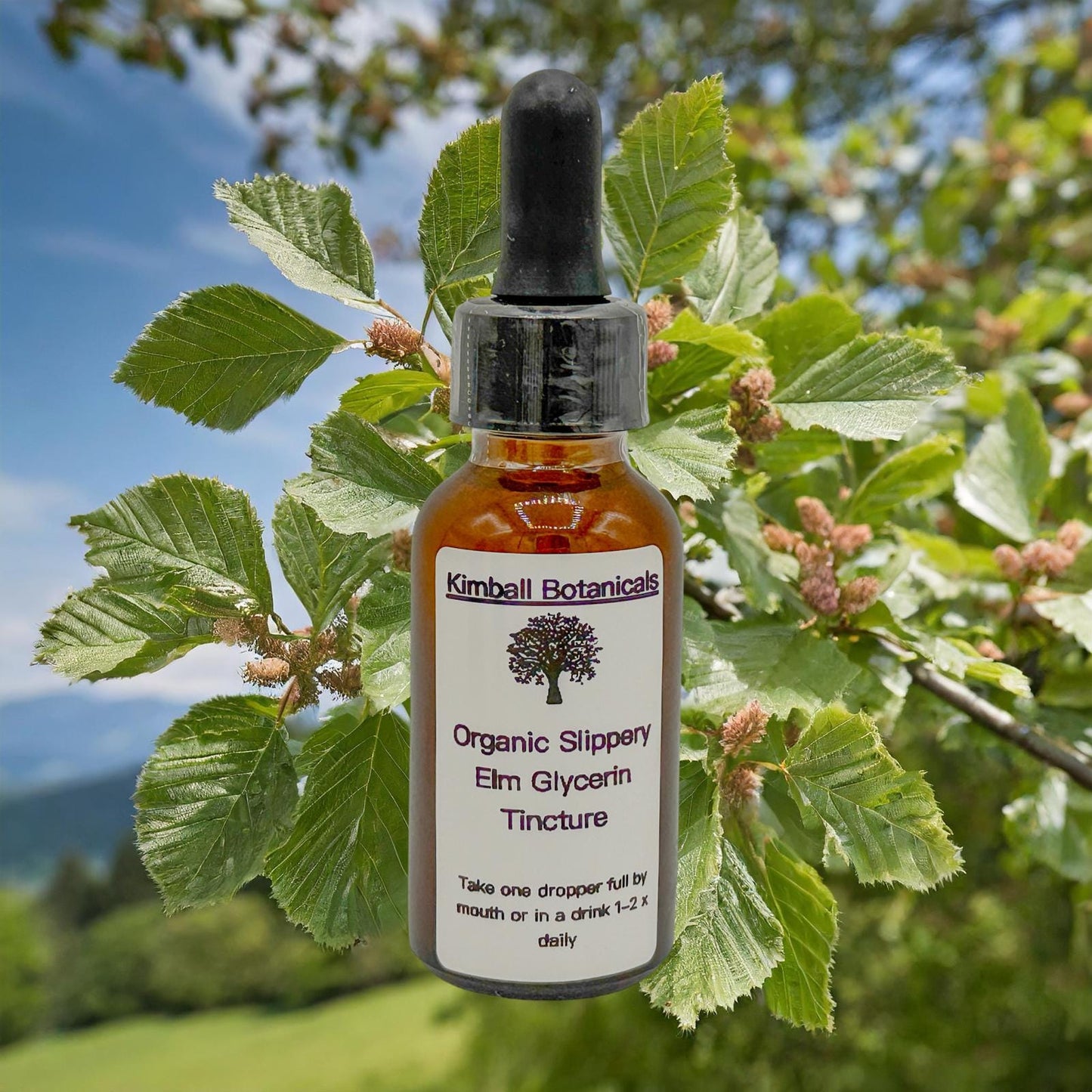 USDA Certified Organic Slippery Elm (Ulmus rubra) Glycerin Tincture Double Extracted, sustainably harvested NON GMO