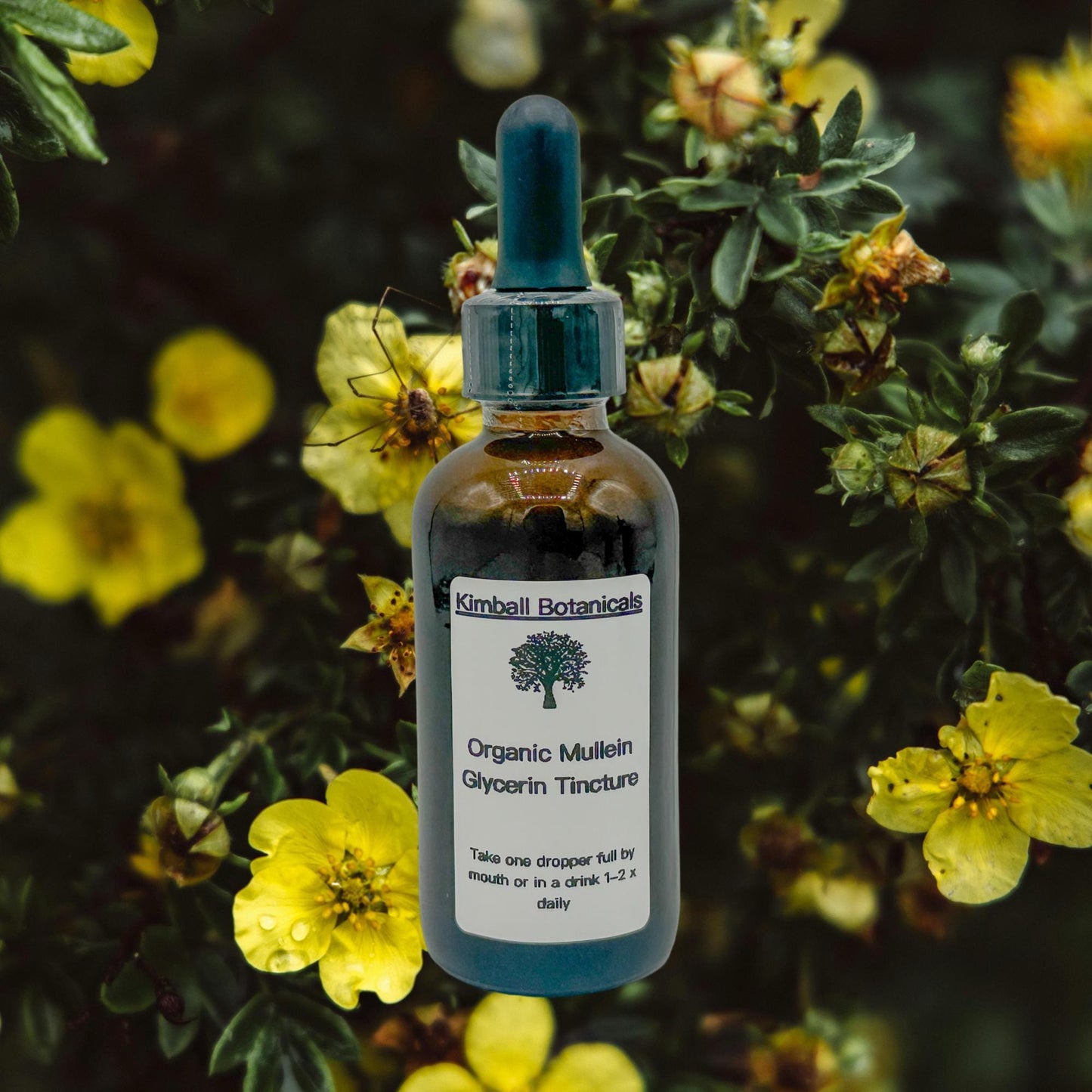 Certified Organic Handcrafted Mullein Leaf Vegetable Glycerin Tincture double extracted, sustainably harvested NON GMO