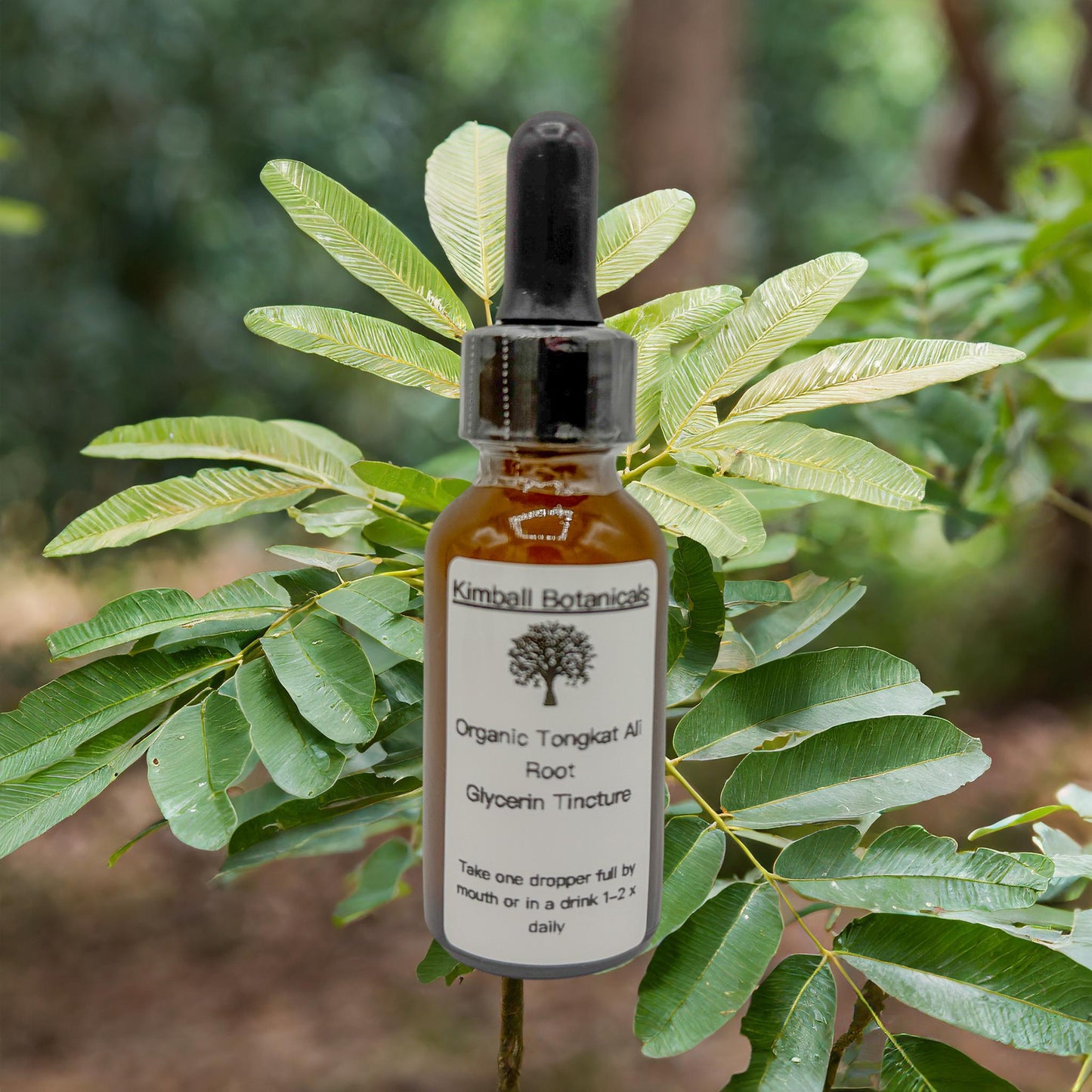 USDA Certified Organic Tongkat Ali Root Glycerin Tincture, Double Extracted