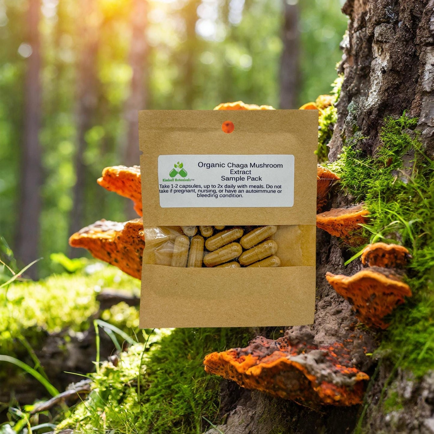 Organic Chaga Mushroom (Inonotus obliquus) Extract 500mg 50% Polysaccharides, vegetarian capsules, no fillers, made fresh to order