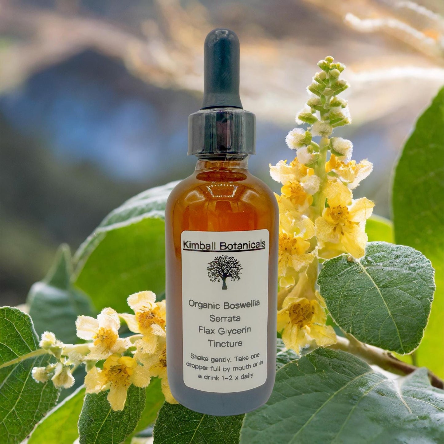 USDA Organic Handcrafted Boswellia Serrata Vegetable Glycerin Tincture