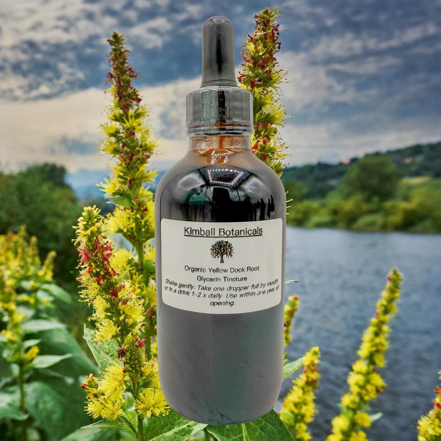 USDA Organic Yellow Dock Root Double Extracted Glycerin Tincture sustainably harvested NON GMO