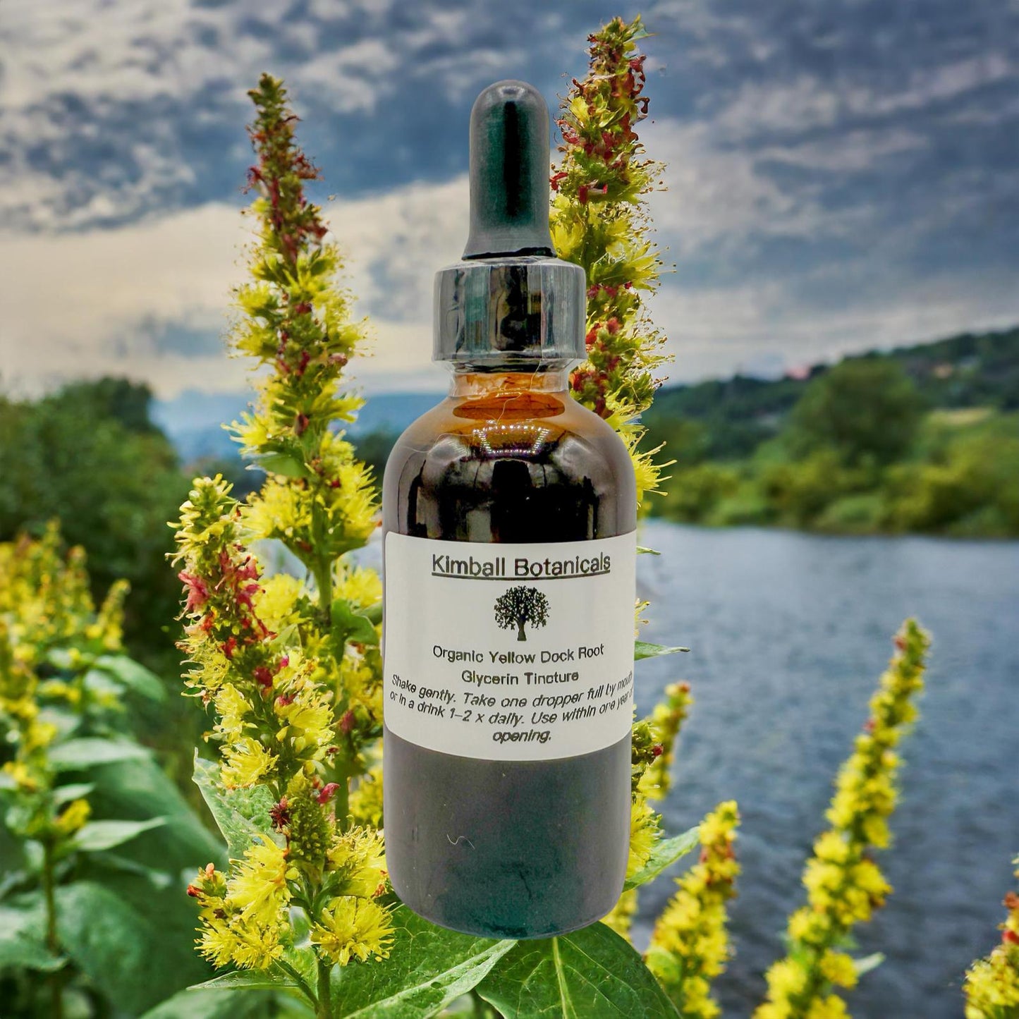 USDA Organic Yellow Dock Root Double Extracted Glycerin Tincture sustainably harvested NON GMO