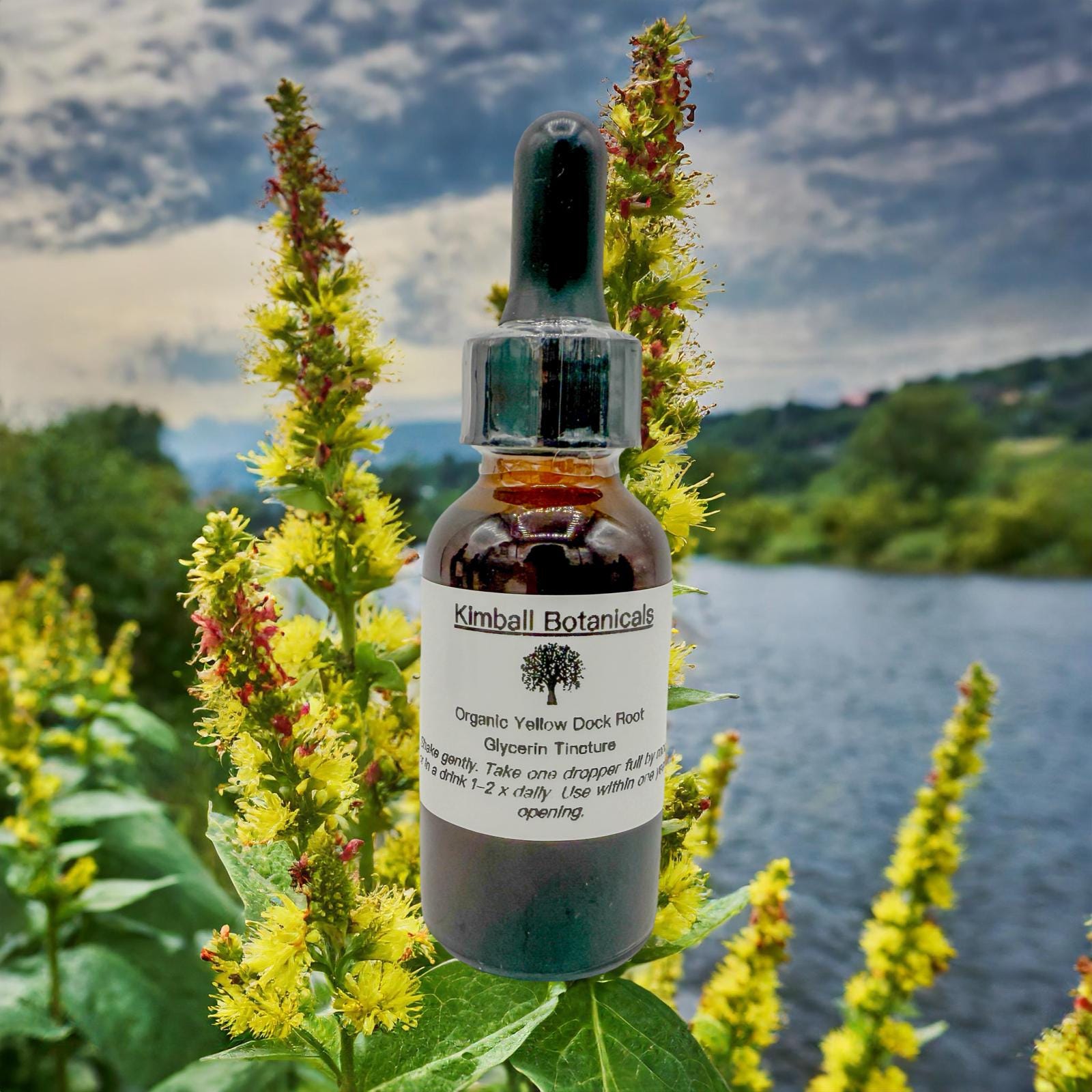 USDA Organic Yellow Dock Root Double Extracted Glycerin Tincture sustainably harvested NON GMO