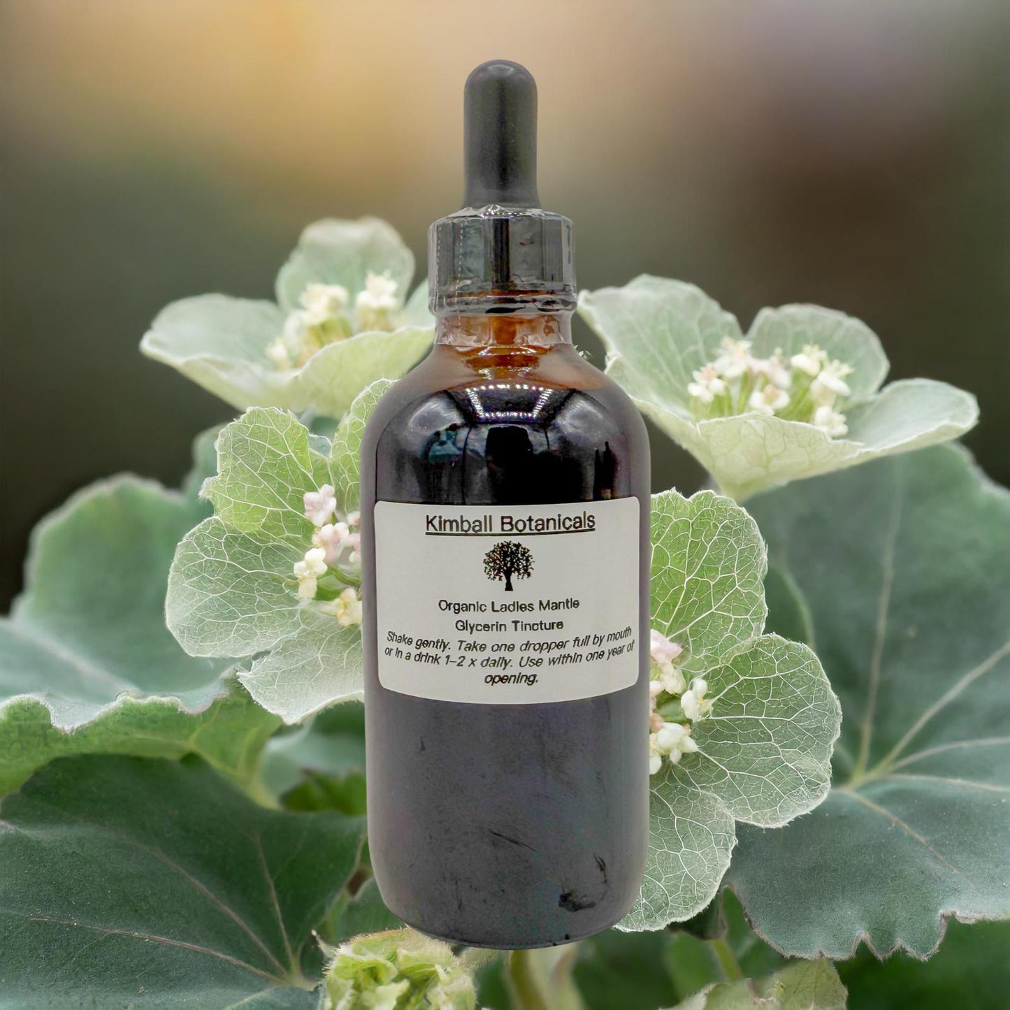 Organic Handcrafted Ladies Mantle (Alchemilla mollis) Liquid Extract Glycerin Tincture Double Extracted NON GMO