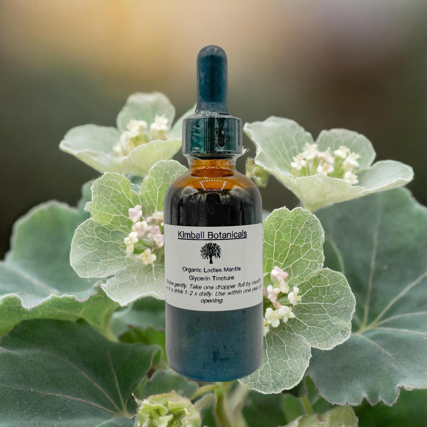 Organic Handcrafted Ladies Mantle (Alchemilla mollis) Liquid Extract Glycerin Tincture Double Extracted NON GMO