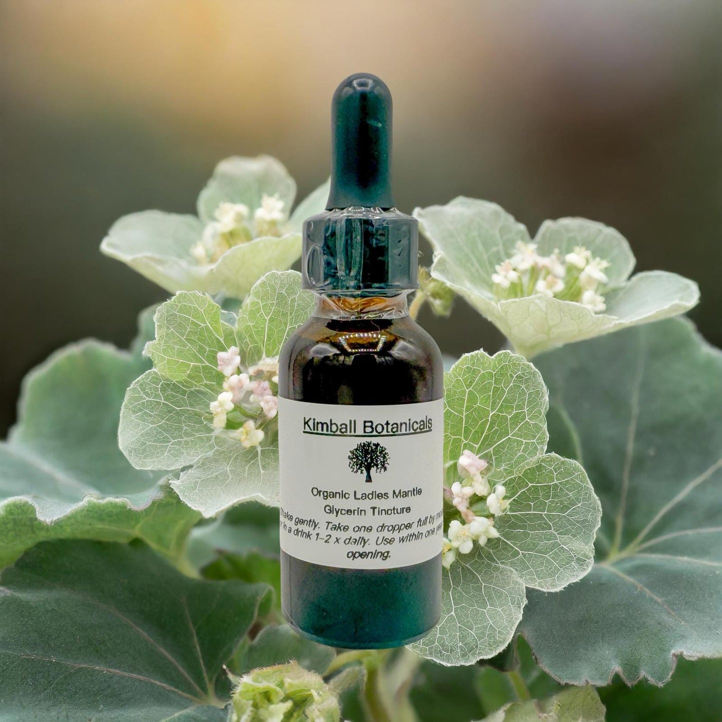 Organic Handcrafted Ladies Mantle (Alchemilla mollis) Liquid Extract Glycerin Tincture Double Extracted NON GMO