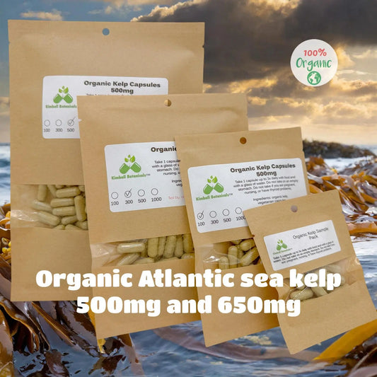 USDA Certified Organic Atlantic Kelp (Ascophyllum nodosum) 500mg and 650mg vegetarian capsules or tincture, made fresh to order - Kimball Botanicals LLC